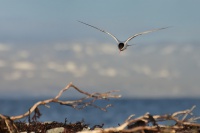 Rybak dlouhoocasy - Sterna paradisaea - Arctic Tern 1356